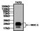 Mucin 1, Cell Surface Associated antibody, MA5-11202, Invitrogen Antibodies, Western Blot image 