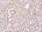 Terminal Nucleotidyltransferase 5A antibody, 103072-T08, Sino Biological, Immunohistochemistry frozen image 