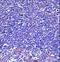 Tubulin Alpha 4a antibody, LS-C160328, Lifespan Biosciences, Immunohistochemistry frozen image 