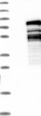 Family With Sequence Similarity 71 Member A antibody, NBP1-83516, Novus Biologicals, Western Blot image 