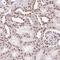 Lamin B2 antibody, NBP2-49368, Novus Biologicals, Immunohistochemistry paraffin image 