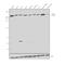 FAS antibody, PA5-22061, Invitrogen Antibodies, Western Blot image 