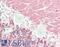 Visinin Like 1 antibody, LS-B14642, Lifespan Biosciences, Immunohistochemistry paraffin image 