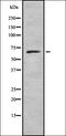 Growth Factor Receptor Bound Protein 10 antibody, orb378297, Biorbyt, Western Blot image 