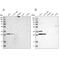 Translational Activator Of Cytochrome C Oxidase I antibody, PA5-54479, Invitrogen Antibodies, Western Blot image 