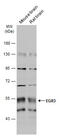 Early Growth Response 3 antibody, GTX129199, GeneTex, Western Blot image 