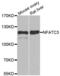 Nuclear Factor Of Activated T Cells 3 antibody, abx005112, Abbexa, Western Blot image 