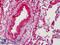 Elastin antibody, LS-B2115, Lifespan Biosciences, Immunohistochemistry paraffin image 