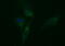 Tubulin Beta 2A Class IIa antibody, M06868-2, Boster Biological Technology, Immunofluorescence image 