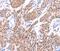 Syntaxin Binding Protein 2 antibody, PA5-50281, Invitrogen Antibodies, Immunohistochemistry frozen image 