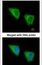 Glutamate-Cysteine Ligase Modifier Subunit antibody, PA5-29384, Invitrogen Antibodies, Immunofluorescence image 