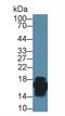 Fatty Acid Binding Protein 2 antibody, MBS2002445, MyBioSource, Western Blot image 