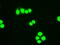 Hematopoietically Expressed Homeobox antibody, GTX84374, GeneTex, Immunofluorescence image 