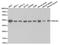 DnaJ Heat Shock Protein Family (Hsp40) Member B1 antibody, A5504, ABclonal Technology, Western Blot image 