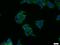 CWC25 Spliceosome Associated Protein Homolog antibody, 24416-1-AP, Proteintech Group, Immunofluorescence image 