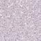 HERV-H LTR-Associating 2 antibody, NBP2-49187, Novus Biologicals, Immunohistochemistry paraffin image 