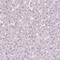 B7-H7 antibody, NBP2-49187, Novus Biologicals, Immunohistochemistry paraffin image 