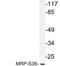 Mitochondrial Ribosomal Protein S36 antibody, LS-C177856, Lifespan Biosciences, Western Blot image 