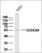 BICD Family Like Cargo Adaptor 1 antibody, orb182505, Biorbyt, Western Blot image 