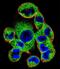Suppressor of cytokine signaling 4 antibody, A09261-1, Boster Biological Technology, Immunofluorescence image 