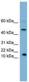 Relaxin/insulin-like protein antibody, TA340061, Origene, Western Blot image 