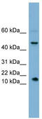 Insulin Like 5 antibody, TA340061, Origene, Western Blot image 