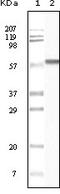 Casein Kinase 1 Alpha 1 antibody, STJ97894, St John