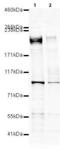 Eukaryotic Translation Initiation Factor 4 Gamma 1 antibody, PA5-19759, Invitrogen Antibodies, Western Blot image 