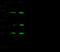 Eukaryotic Translation Initiation Factor 4E antibody, 101113-T32, Sino Biological, Western Blot image 