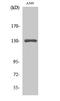 Mediator Complex Subunit 23 antibody, A03859-1, Boster Biological Technology, Western Blot image 