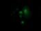 Rho-related GTP-binding protein Rho6 antibody, GTX83708, GeneTex, Immunofluorescence image 