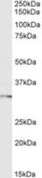 Forkhead Box I1 antibody, NB300-926, Novus Biologicals, Western Blot image 