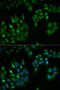 Thioredoxin, mitochondrial antibody, 22-482, ProSci, Immunofluorescence image 