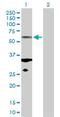 Tubulin Alpha 1c antibody, H00084790-D01P, Novus Biologicals, Western Blot image 