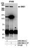 SMG1 Nonsense Mediated MRNA Decay Associated PI3K Related Kinase antibody, A300-394A, Bethyl Labs, Immunoprecipitation image 