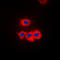 Single Stranded DNA Binding Protein 1 antibody, LS-C352872, Lifespan Biosciences, Immunofluorescence image 