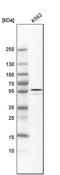 ALDH1A2 antibody, PA5-52684, Invitrogen Antibodies, Western Blot image 