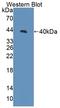 Tissue Specific Transplantation Antigen P35B antibody, LS-C374682, Lifespan Biosciences, Western Blot image 