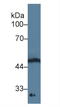 Growth Differentiation Factor 11 antibody, LS-C663717, Lifespan Biosciences, Western Blot image 