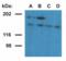 Ubinuclein 1 antibody, LS-C112424, Lifespan Biosciences, Western Blot image 