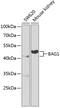 BCL2 Associated Athanogene 1 antibody, GTX30082, GeneTex, Western Blot image 