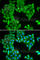 Sperm Associated Antigen 5 antibody, A6451, ABclonal Technology, Immunofluorescence image 