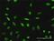 General Transcription Factor IIIC Subunit 2 antibody, H00002976-D01P, Novus Biologicals, Immunocytochemistry image 