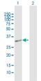 Nucleic Acid Binding Protein 2 antibody, H00079035-B01P, Novus Biologicals, Western Blot image 