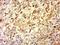 JunB Proto-Oncogene, AP-1 Transcription Factor Subunit antibody, orb256640, Biorbyt, Immunohistochemistry paraffin image 