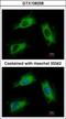 ADP Ribosylation Factor Like GTPase 1 antibody, GTX108258, GeneTex, Immunocytochemistry image 