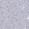 Oxysterol Binding Protein Like 6 antibody, PA5-56939, Invitrogen Antibodies, Immunohistochemistry frozen image 