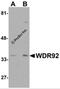WD Repeat Domain 92 antibody, 5883, ProSci, Western Blot image 