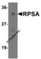 Ribosomal Protein SA antibody, 7605, ProSci, Western Blot image 