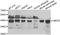 Ubiquitin Conjugating Enzyme E2 Z antibody, orb247863, Biorbyt, Western Blot image 